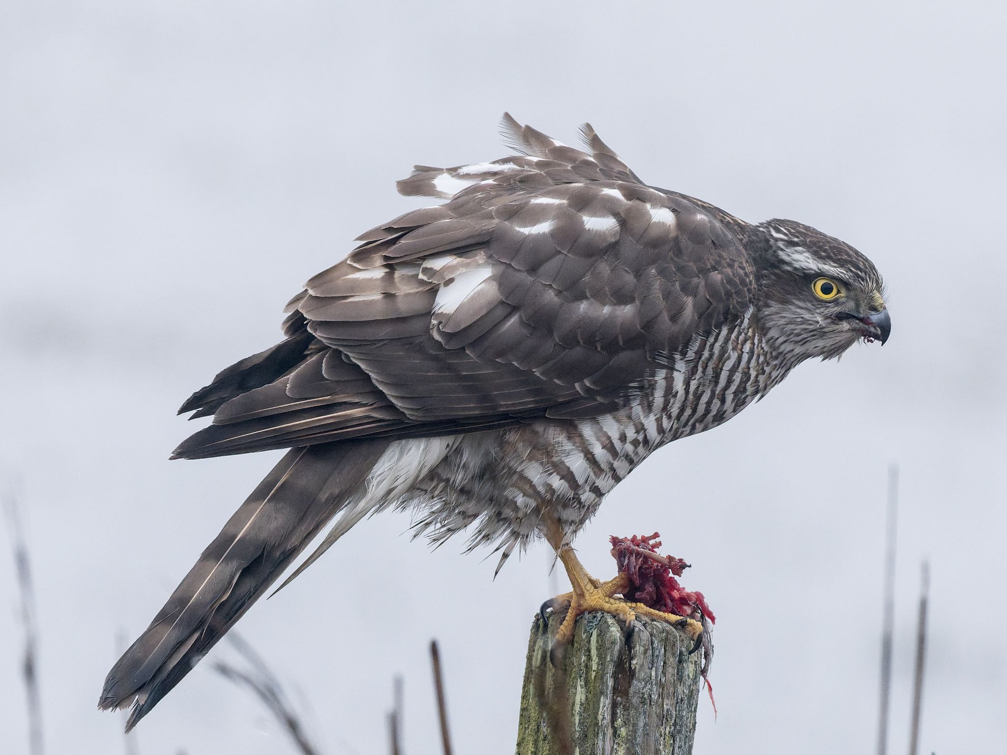 260321 1059 J  1JR0374 DxO DeepPRIME 3